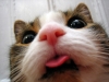 internetowe_koty_na_smutek_i_lk